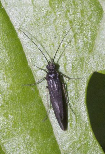 Philopotamidae