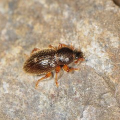 Barypeithes pellucidus