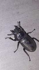 Dorcus rectus rectus