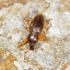 Barypeithes pellucidus
