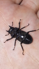 Dorcus rectus rectus