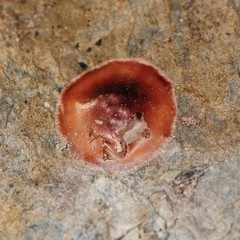 Phrurolithidae
