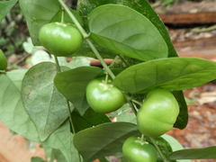 Phyllanthus profusus