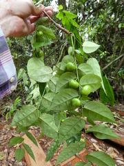 Phyllanthus profusus
