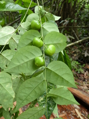 Phyllanthus profusus