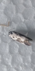 Ethmia quadrillella