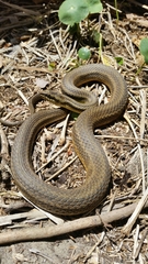 Nerodia clarkii clarkii