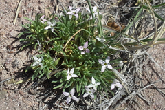 Houstonia rubra