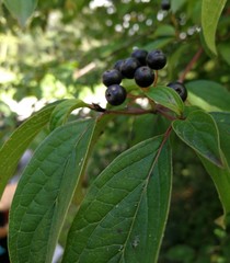 Cornus sanguinea