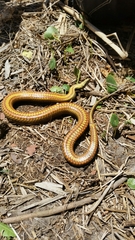 Nerodia clarkii clarkii