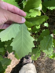 Quercus prinoides