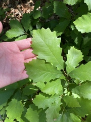 Quercus prinoides