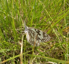 Melanargia occitanica