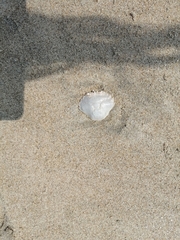 Liocarcinus holsatus