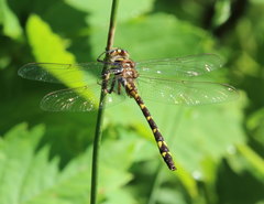 Cordulegaster bilineata