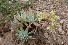 Dudleya virens hassei