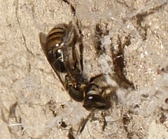 Pseudagapostemon