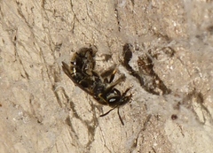 Pseudagapostemon
