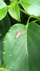 Psila