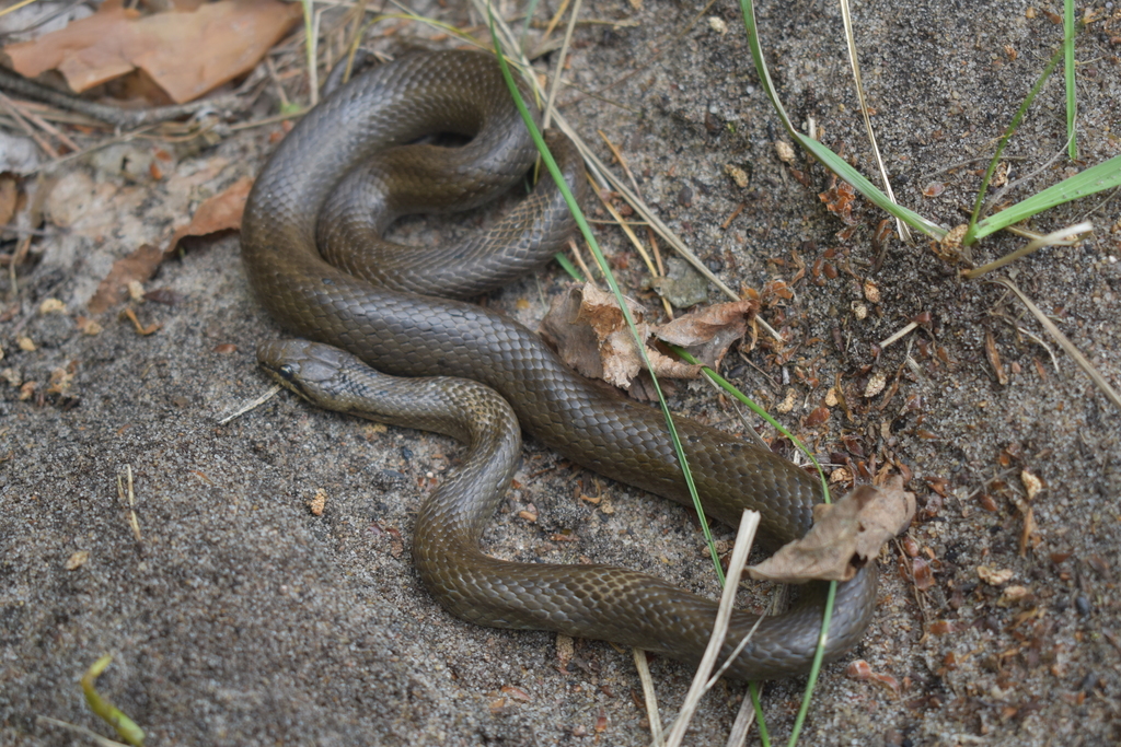 Smooth Snake in June 2020 by Alexey Katz · iNaturalist