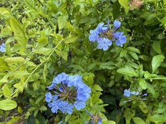 Plumbago auriculata