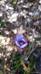 Thelymitra cornicina