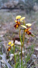 Diuris laxiflora