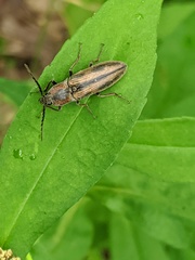 Tesolasomus trivittatus