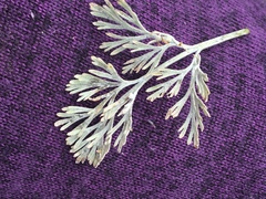Erysiphe cruciferarum