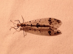 Dendroleon obsoletus