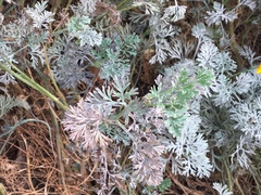 Erysiphe cruciferarum