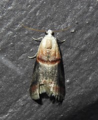 Acrobasis demotella