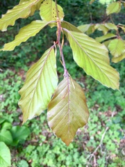 Fagus sylvatica