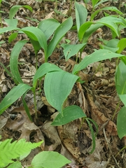 Convallaria pseudomajalis
