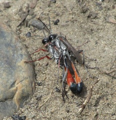 Ammophila sabulosa