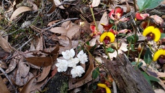 Xanthosia rotundifolia