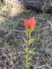 Castilleja nelsonii
