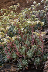 Dudleya virens hassei