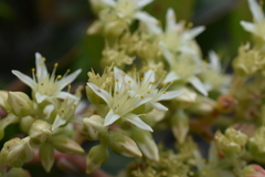 Dudleya virens hassei
