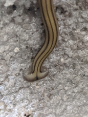 Diversibipalium multilineatum