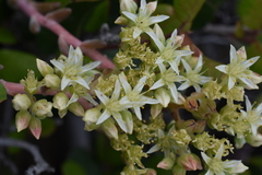 Dudleya virens hassei
