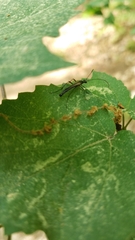 Strangalia acuminata