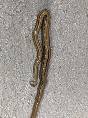 Diversibipalium multilineatum