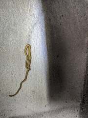 Diversibipalium multilineatum