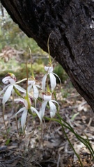 Caladenia longicauda eminens