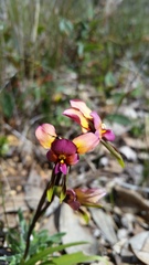 Diuris longifolia