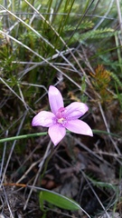 Elythranthera emarginata