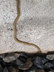 Diversibipalium multilineatum