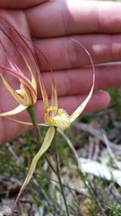 Caladenia straminichila