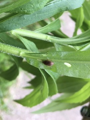 Ophraella communa